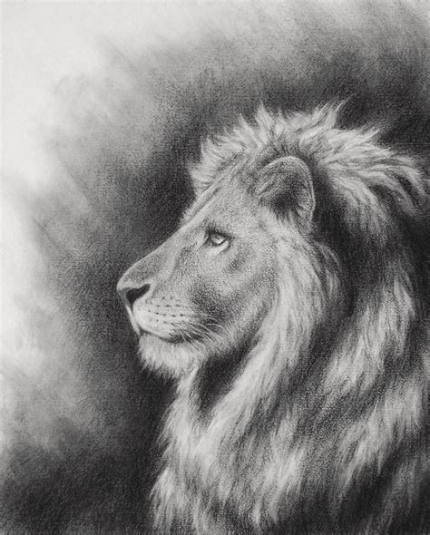 drawing charcoal Archives - John The Baptist Artworks | Lion drawing ...