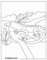 Free LIZARD Coloring Pages For Download Printable PDF sketch template