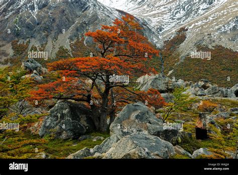 Lenga tree hi-res stock photography and images - Alamy