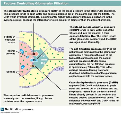 Net filtration pressure. in 2021 | Excretory system, Words, Pressure