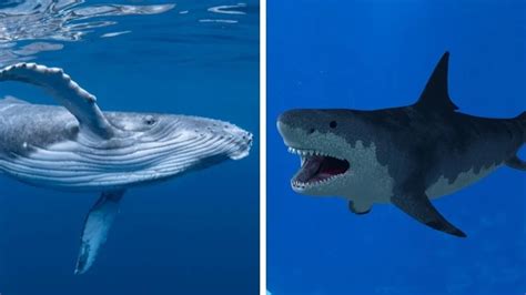 How Big Are the Blue Whale’s Veins? (Size & Facts)