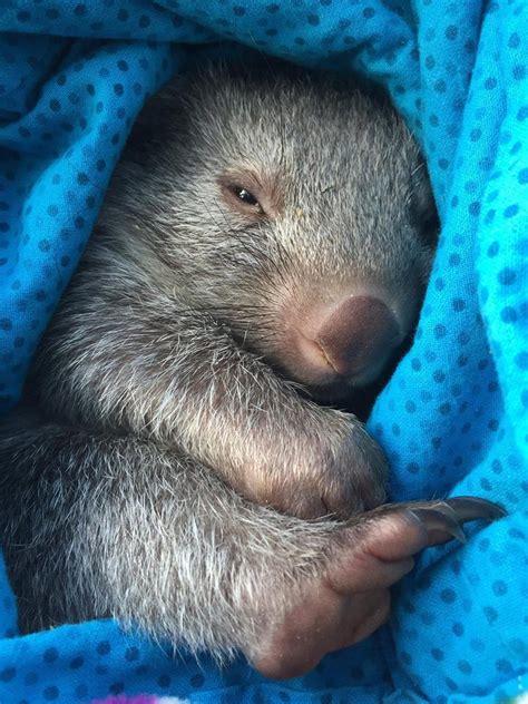 The 25+ best Baby wombat ideas on Pinterest | Wombat, Wombat pet and Cute wombat