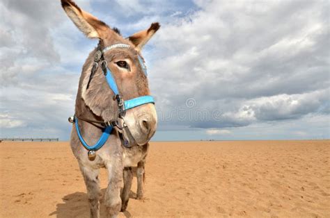 Beach Donkey stock photo. Image of ride, rides, lincolnshire - 23435944