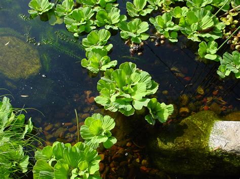 My So Called Pond Life: Pond Plants, Frogs, and Turtles