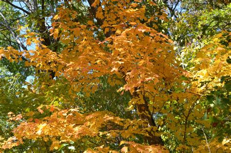 Peak fall colors will start arriving soon in Iowa landscapes.