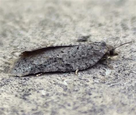 Tortricidae: Unknown Specimen - Acleris - BugGuide.Net