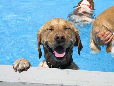 Dogs Day Out | Swim With Your Dog At The Saltdean Lido Dog Swim 2018