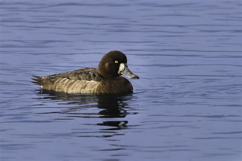 Greater Scaup Female Photograph by Randy Stiefer - Fine Art America