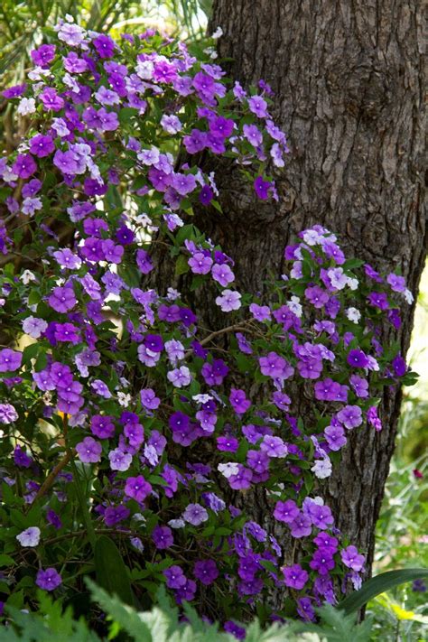 Yesterday, Today and Tomorrow, Brunfelsia pauciflora 'Floribunda'