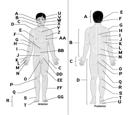 Regional Terms Anatomy Blank | Printable Templates Free