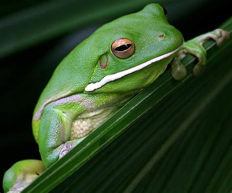 Another White-lipped Tree Frog (Litoria infrafrenata) from our garden ...