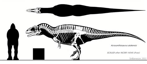 Acrocanthosaurus Atokensis Skeletal by SirBlameson on DeviantArt