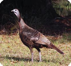 Turkey Hunting | eRegulations