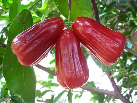 Jual Bibit Jambu Air Kesuma Merah 70 cm | Jual Bibit tanaman dan Buah