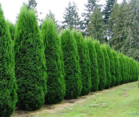 Emerald Green Arborvitae — Affordable Trees