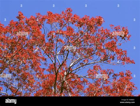 tree with young leaves Schleichera Oleosa Kusum tree Family Sapindaceae Stock Photo - Alamy