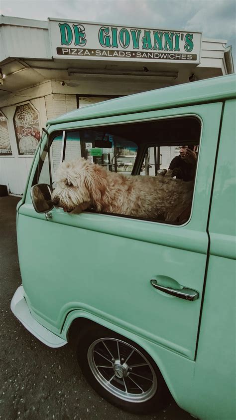 Dog Truck Photos, Download The BEST Free Dog Truck Stock Photos & HD Images