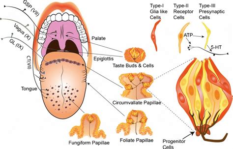 Taste Receptors Are Distributed in Which of the Following Places