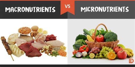 15 Differences between Macro-nutrients and Micro-nutrients - Public Health Notes