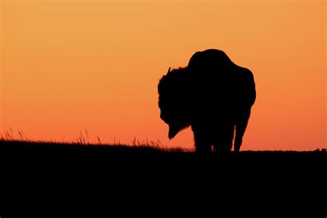 American Bison Silhouette At Sunset, American Prairie Reserve, Montana ...