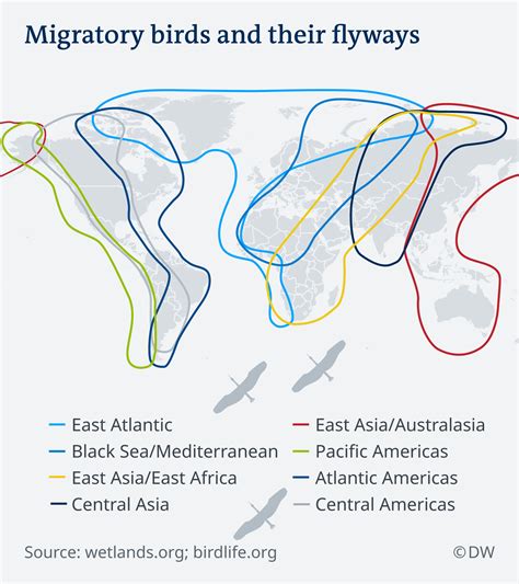 Probe Verrückt Decke bird migration routes Partina Stadt Entlassung ...