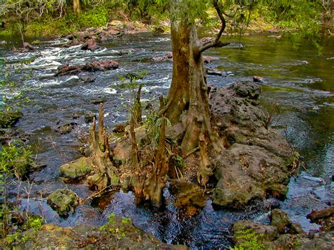 Hillsborough River Hiking Trails | Florida Hikes!