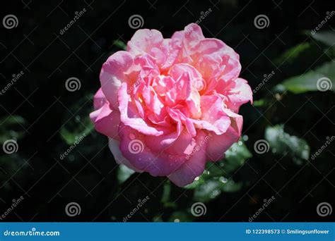 Pink Hybrid Tea Rose stock image. Image of diet, decorated - 122398573