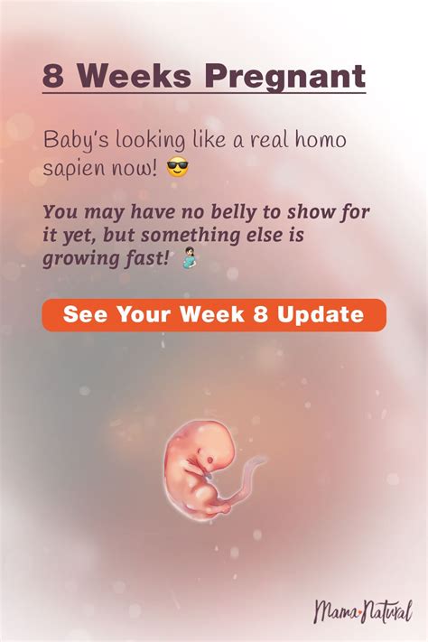 08 | Pregnancy week by week, Pregnancy development, Baby development