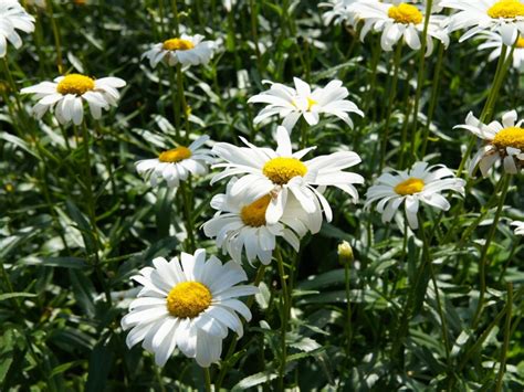 Oxeye Daisy Control: Managing Oxeye Daisy Perennials