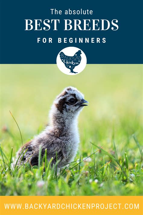 8 Best Chicken Breeds for Beginners – Backyard Chicken Project