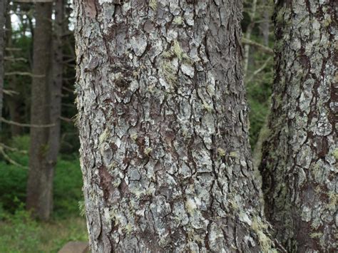 Picea sitchensis (Sitka spruce) description