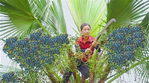 Harvesting CO ( Palm Fruit ) Go to the market to sell - Phuong - Harvesting - YouTube