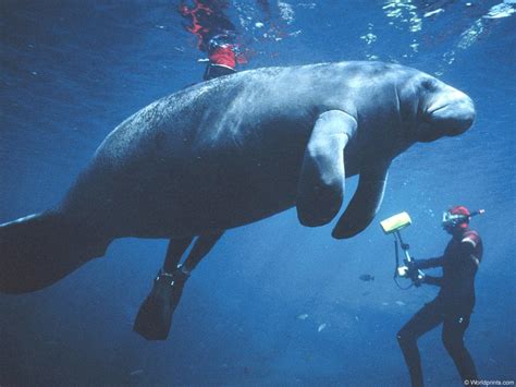 Manatee | An Informative Page