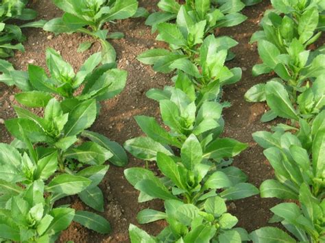 The next Time You Look for Salad Ingredients, Try Some Safflower Leaves!