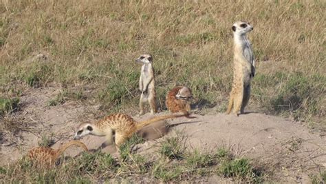 Meerkats On Sentry Duty While Other Meerkats Clear Entrance To Burrow, Botswana Stock Footage ...