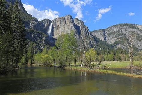 40+ Jeffrey Pine Yosemite Stock Photos, Pictures & Royalty-Free Images ...