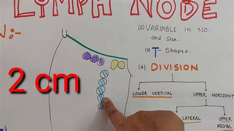 Inguinal Lymph Nodes Diagram