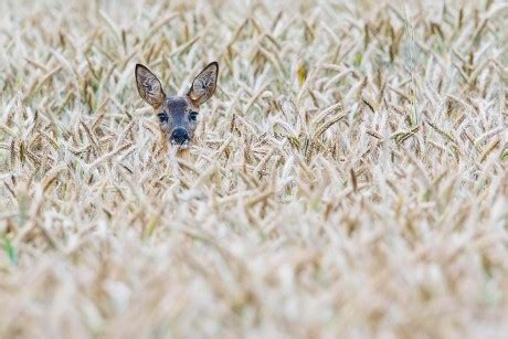 250 Deer corn Stock Pictures, Editorial Images and Stock Photos | Shutterstock