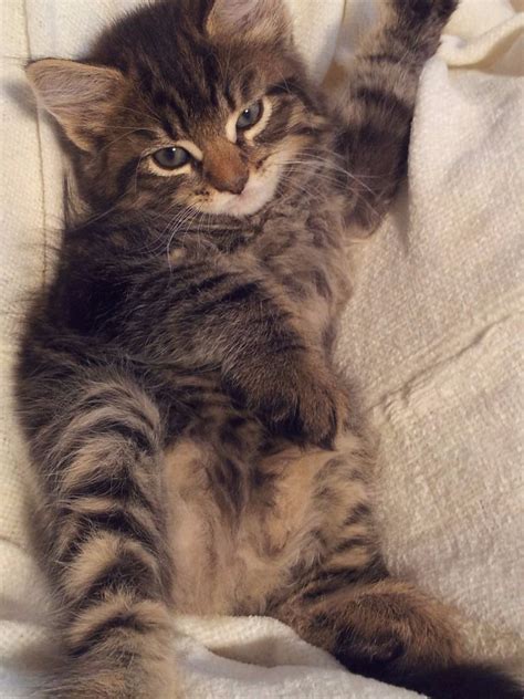 Maine Coon Bengal Mix Kittens For Sale | koratcapicturesny