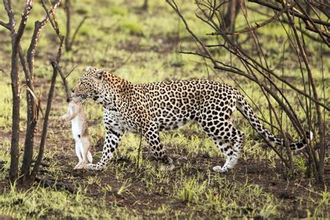 Leopard With Prey - Feline Facts and Information