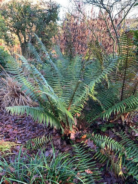 Dryopteris wallichiana - The Beth Chatto Gardens