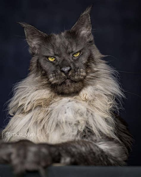 a black and white cat with yellow eyes looking at the camera while sitting on a table