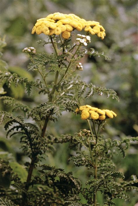 Tansy | Description, Uses, & Species | Britannica