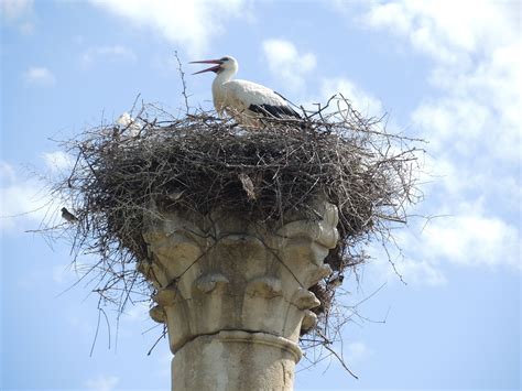 Stork Nest - Free photo on Pixabay - Pixabay