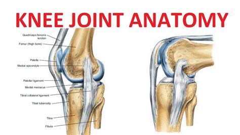 Knee Anatomy