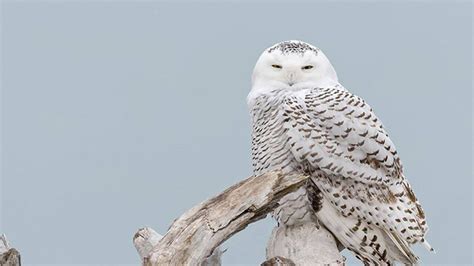 Scientists studying snowy owl migration
