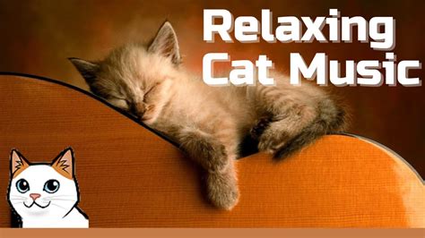 30 Minutes of Relaxing Cat Music - YouTube