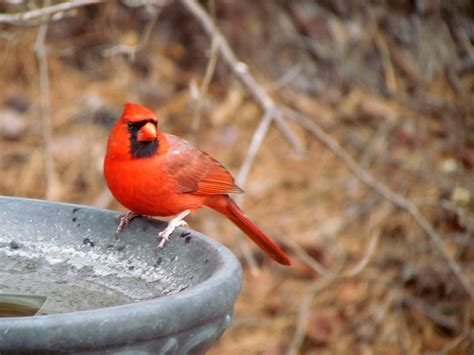 Birds in the Backyard – Ornithology