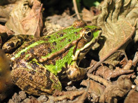 Grenouille verte | Balade : Randonnée près de chez vous