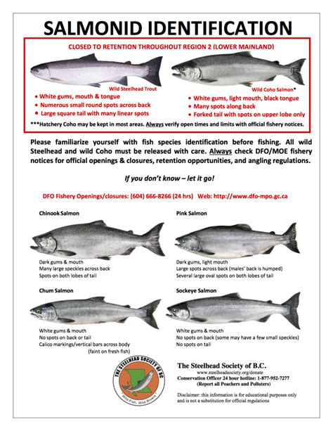 Salmonid Identification Chart - Steelhead Society of BC | Steelhead trout, Fly fishing, Steelhead